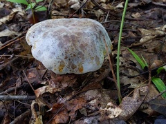 Hypomyces melanocarpus
