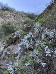 Eriogonum crocatum