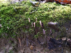 Clavaria rosea