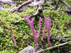 Clavaria rosea