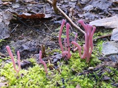 Clavaria rosea