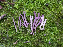 Clavaria rosea