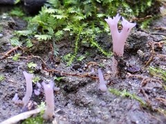 Clavaria rosea