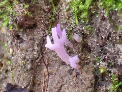Clavaria rosea