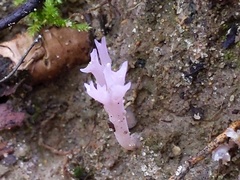 Clavaria rosea
