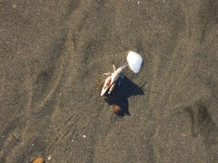 Dichroplus pratensis