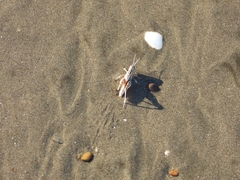 Dichroplus pratensis