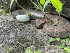 Acanthophis antarcticus