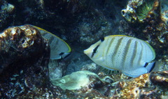 Chaetodon multicinctus