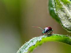 Cochabamba diversicolor
