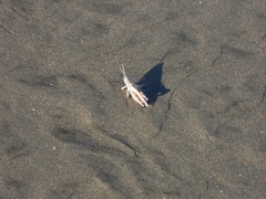 Dichroplus pratensis