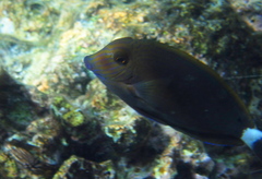 Acanthurus nigroris
