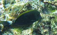 Acanthurus nigroris