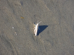 Dichroplus pratensis