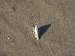 Dichroplus pratensis