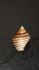 Opeatostoma pseudodon