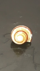 Opeatostoma pseudodon