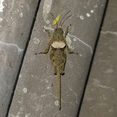 Danielatettix caudatus