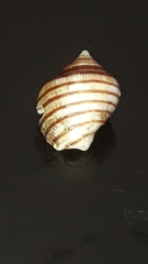 Opeatostoma pseudodon