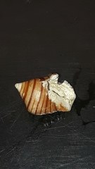 Opeatostoma pseudodon