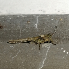 Danielatettix caudatus