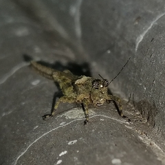 Danielatettix caudatus