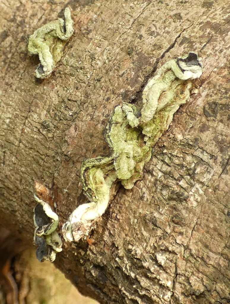 Auricularia brasiliana · February 2022 · photo: © helio-lourencini (iNaturalist, cc-by)