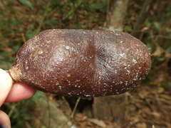 Hymenaea