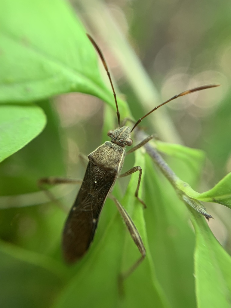 Burtinus