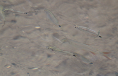 Astyanax panamensis