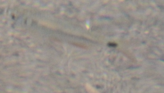Astyanax panamensis