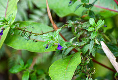 Stemodia suffruticosa