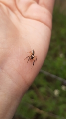 Asaracus megacephalus