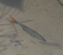 Astyanax panamensis