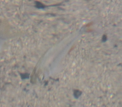 Astyanax panamensis