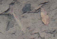 Astyanax panamensis