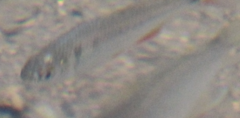 Astyanax panamensis
