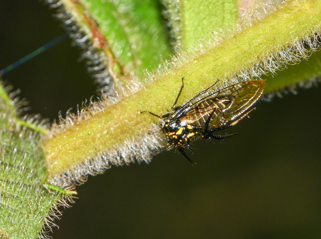 Cyphonia andina