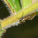 Cyphonia andina - Photo (c) David Torres, algunos derechos reservados (CC BY-NC), subido por David Torres