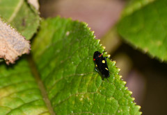 Schildola opaca