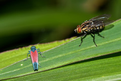 Cardioscarta flavifrons