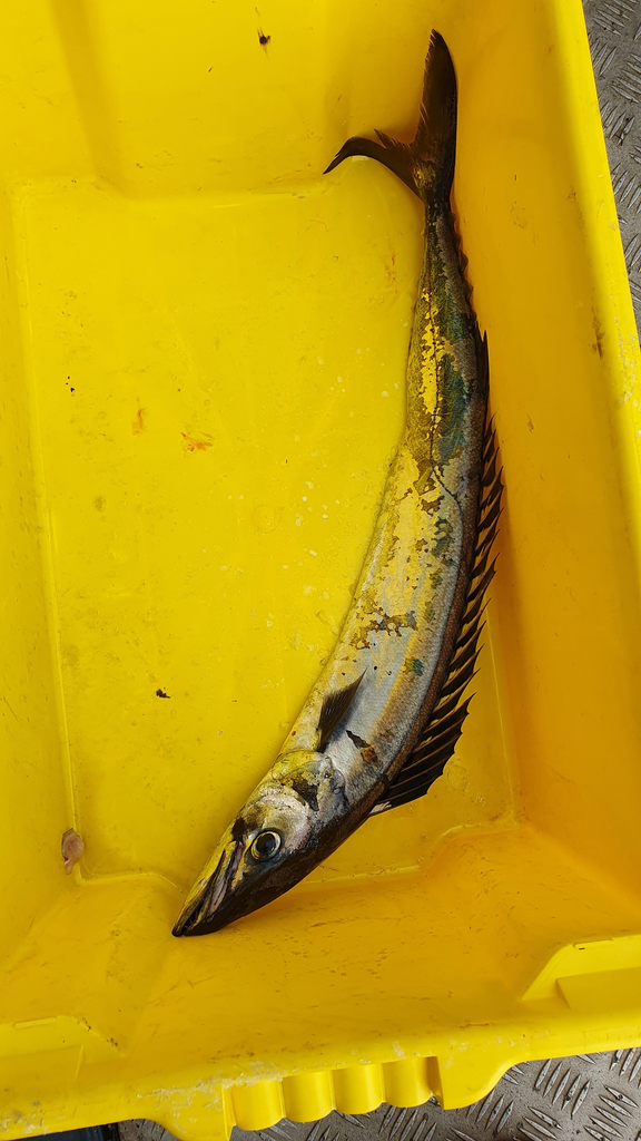 snoek