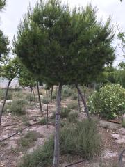 Pinus