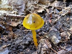 Gliophorus psittacinus
