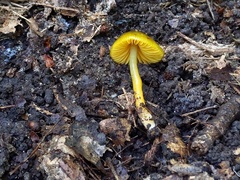 Gliophorus psittacinus
