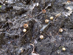 Cyathus striatus