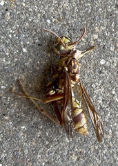 Polistes apachus apachus