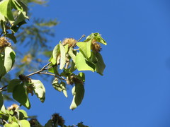 Nahuatlea magna
