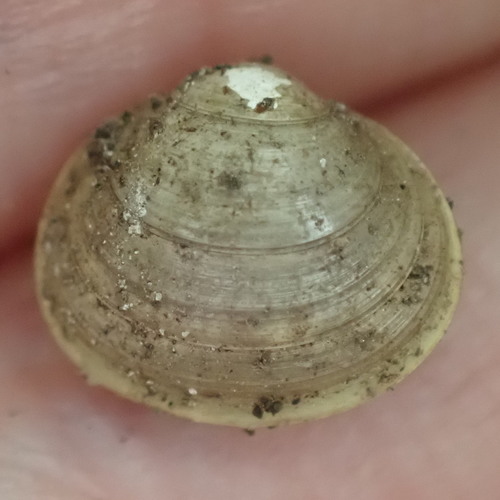 Herrington fingernailclam