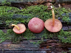 Callistosporium purpureomarginatum